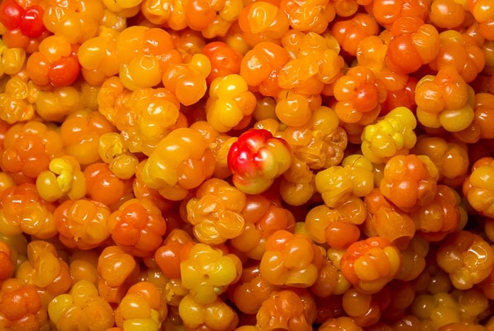 Close Up photo of a container full of cloudberries a.k.a. bakeapples in Newfoundland