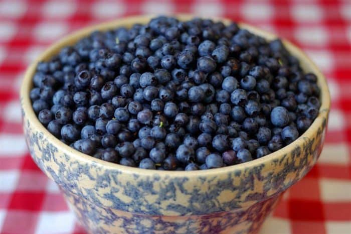 Blueberries Picked on Signal Hill