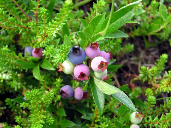 Blueberries beginning to ripen.