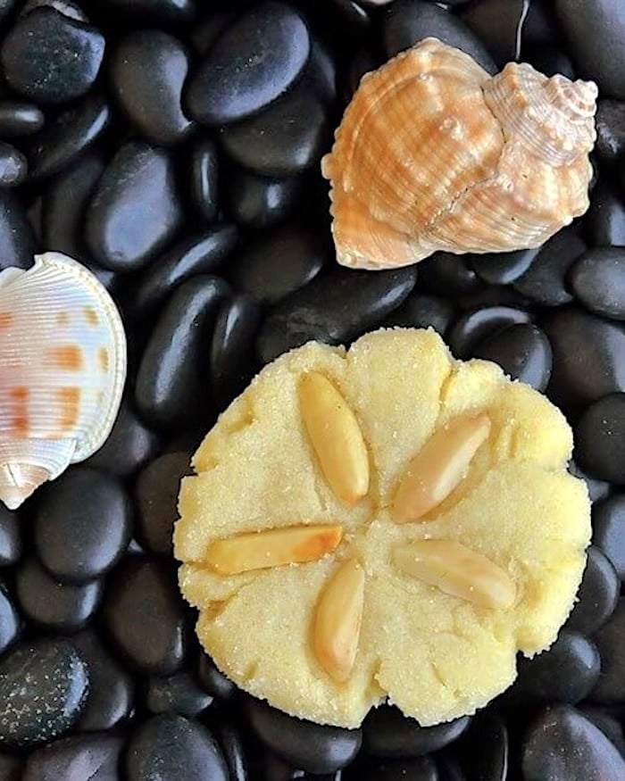 Sand Dollar Cookies pictured with seashells