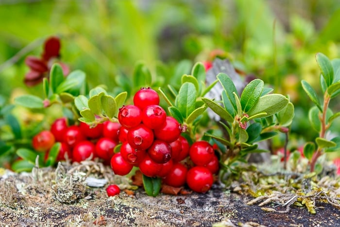 Partridgeberries Lingonberries Depositphotos stock image