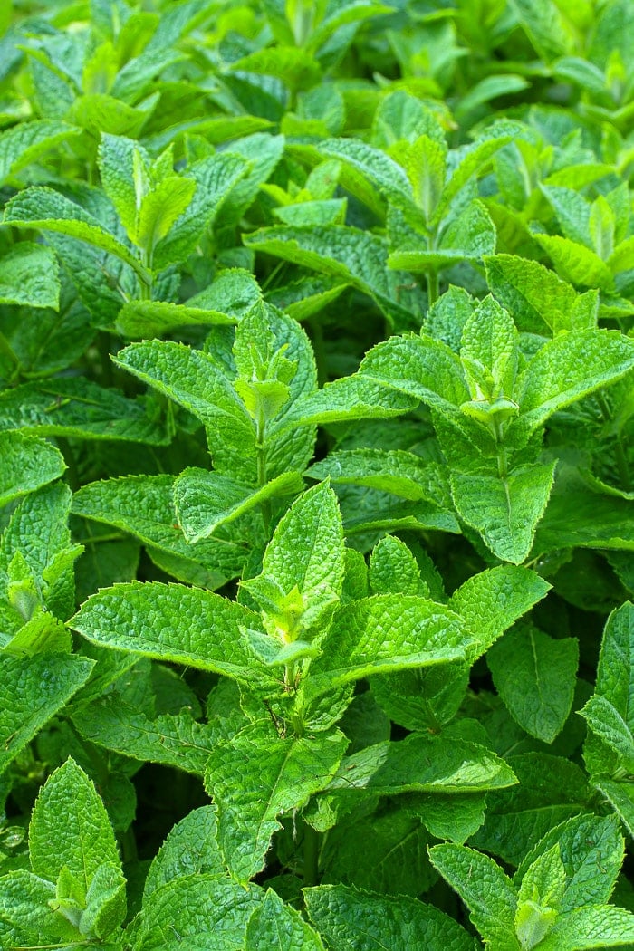 Stock photo of mint in the garden