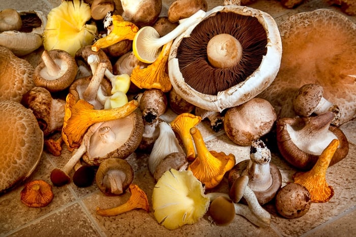 A selection of edible mushrooms including: Portabello, Shitake, wild mushroom, Grey Oyster, Yellow Oyster, Eryngi and Black Poplar.