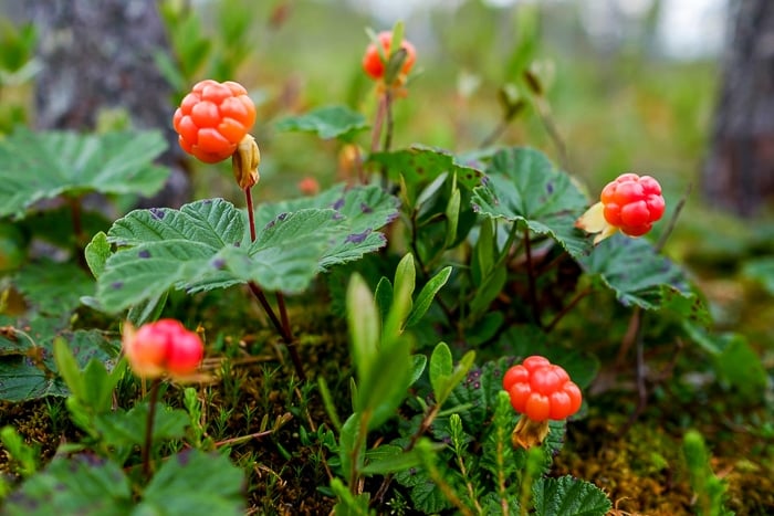 Bakeapples growing in the wild.