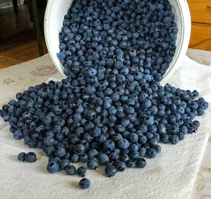 Blueberries spilling onto a tsble top from a white plastic bucket.