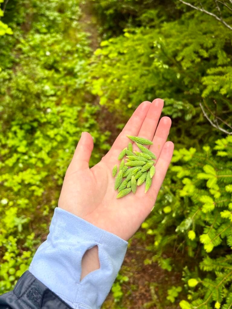 A handful of freshly picked spruce tips on a rainy day in the forest.