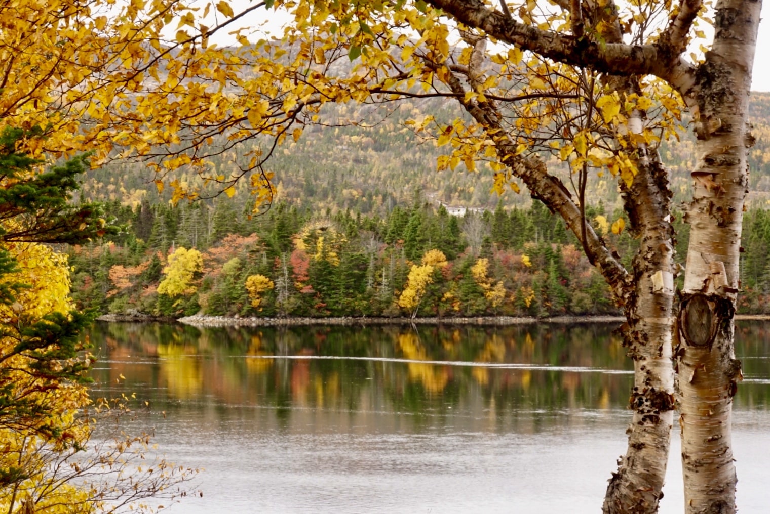Fall colours, Swift Current ,Newfoundland photo of a tree lined river.