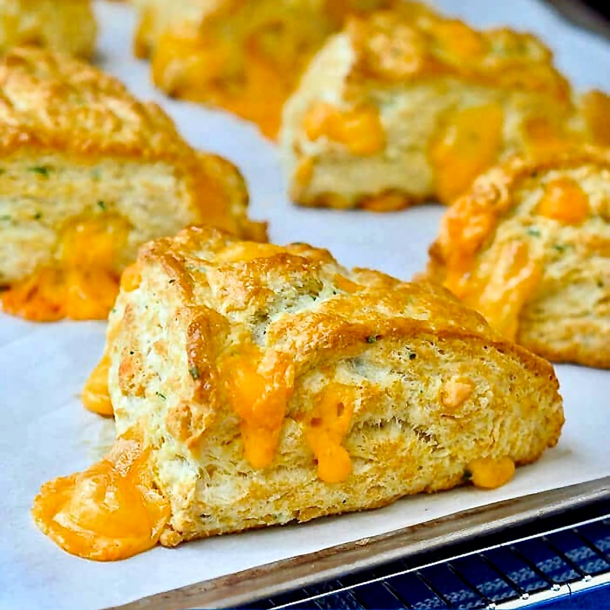 Cheddar Chive Buttermilk Biscuits resting on a parchment paper lined baking sheet.