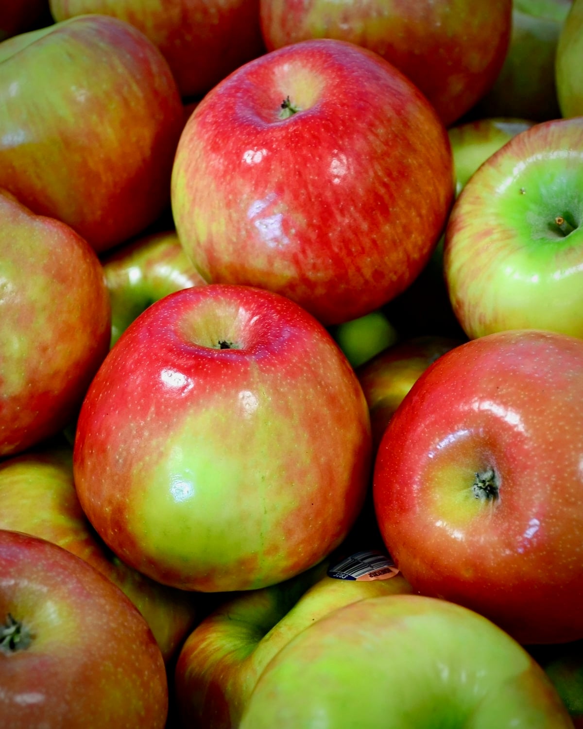 Macintosh Apples stock photo.