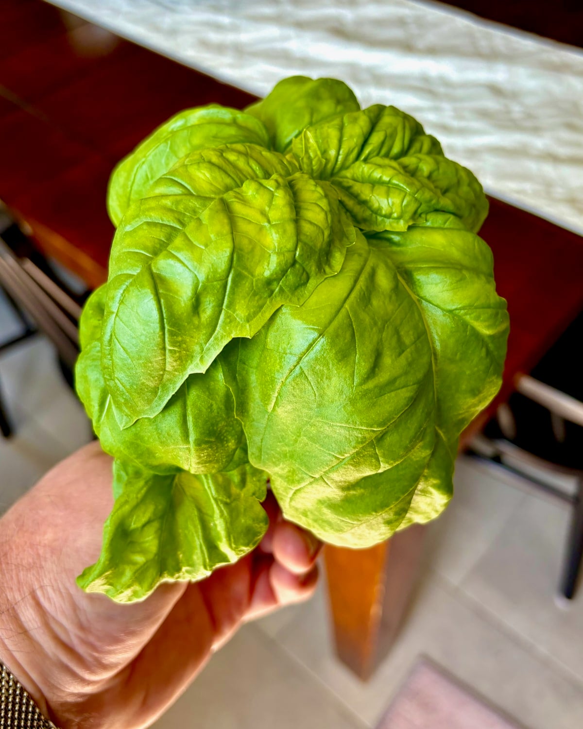 Photo of a cutting of Mammoth variety basil leaves being held in a mans hand.
