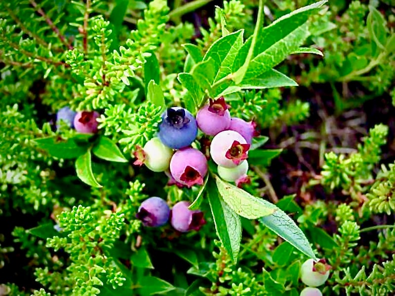 Photo of Wild Newfoundland Blueberries growing in Signal Hill St. John's.